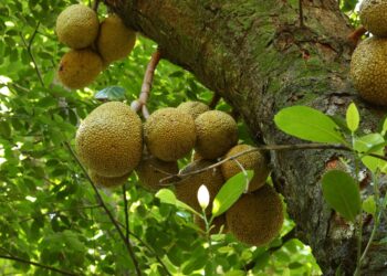 Uma árvore de jaca, com jacas | Imagem de capa do artigo: OS BENEFÍCIOS DA JACA - Aprenda a escolher e cozinhar o caroço da jaca | Pomelu | Fonte: Flickr do fotografo Márcio Cabral de Moura